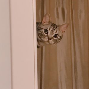 podcaster-avatar