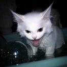 肥嘟嘟左卫门_0Zdj