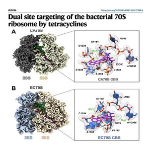 1127-四环素类抗生素靶向细菌核糖体双位点机制研究
