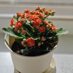 小芮爷