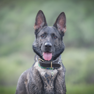 警犬不是你有钱，想养就能养的！聊33w警犬拍卖事件 | 毛朋友电台05