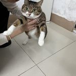 锦椋