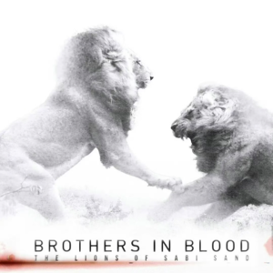 DF 纪录片01- 狮子届的“顶流男团”是破坏生态平衡的“黑手党”吗?| 《狮王之路-坏男孩雄狮联盟》