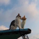 煎鱼不会熟