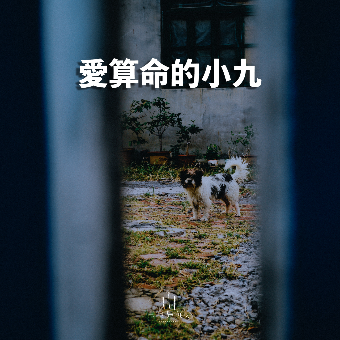 【三良日常】爱算命的小九 episode artwork