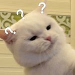 猫千语