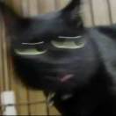 osakitaro