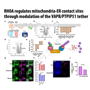 351-RHOA Regulates Mitochondria-ER Contact Sites