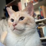 不重要的路人丸