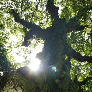 podcaster-avatar