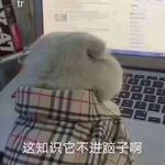 白树_