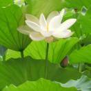 阿芳_bWdm