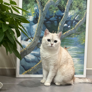 50. 买房真比租房爽？租房、搬家的苦我吃够了！