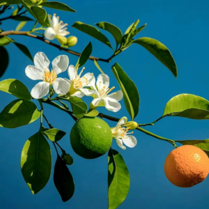 VOL209.不够真诚是危险的，太过真诚是致命的。