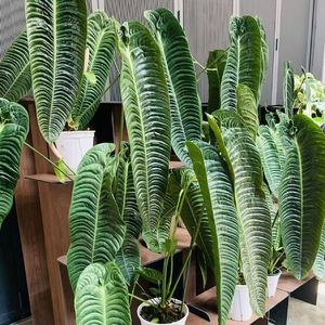 台风都挑选双休日光临