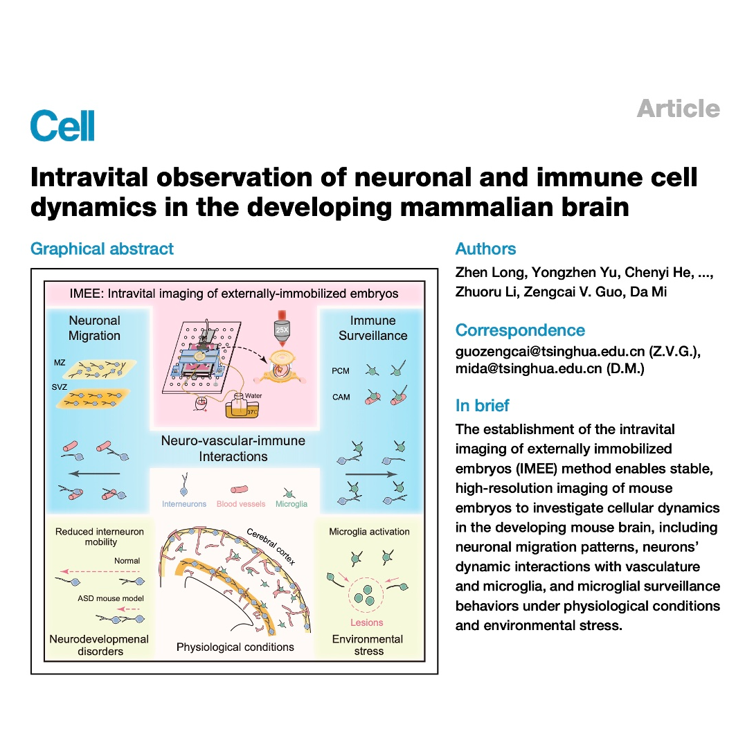 428-Cellular Dynamics in Developing Mouse Brains episode artwork