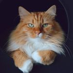 爱猫的Luna