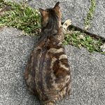 来自于