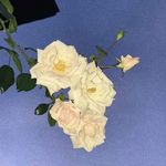 借花