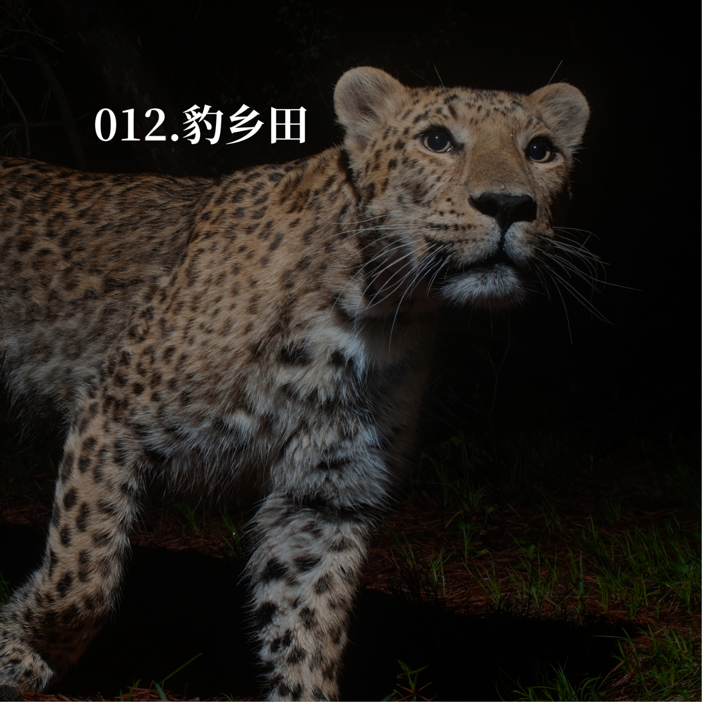 012.为了保护华北豹，我们决定……种点地 episode artwork