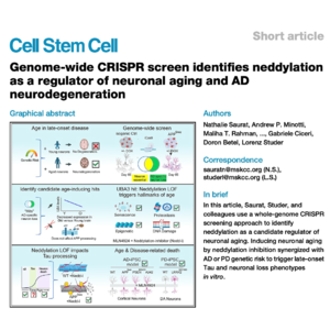488-Neddylation: Link Between Neuronal Aging and Alzheimer's