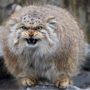 美国国会共和党人何以在选举年动议驱逐本党籍众院议长