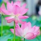质本洁来还洁去_JsfG