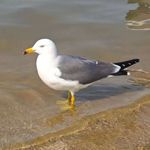 火辣鳗鱼丝