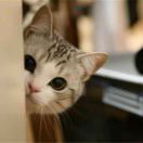 雪域天山的微凉