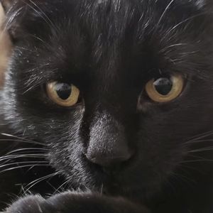 podcaster-avatar