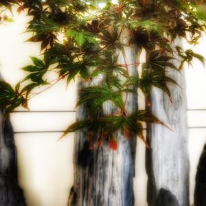 podcaster-avatar