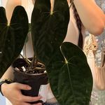 花蕾周