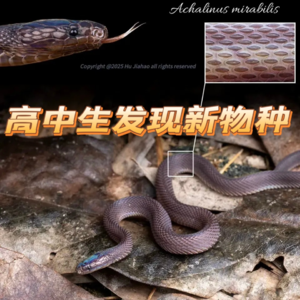 Vol.01 | 高中生发现新物种