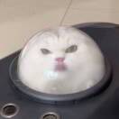 刘溜溜_szCB
