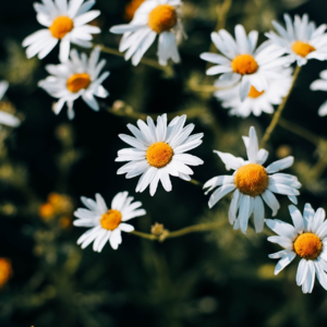 EP15 人类交易和算法交易