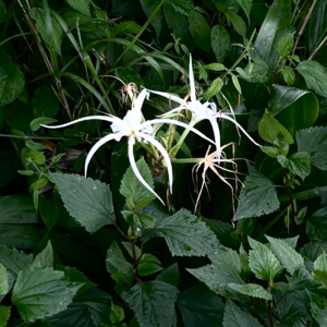 EP11 直播申诉失败 游离主流之外——被擦边的文艺青年在大理1v2的五年