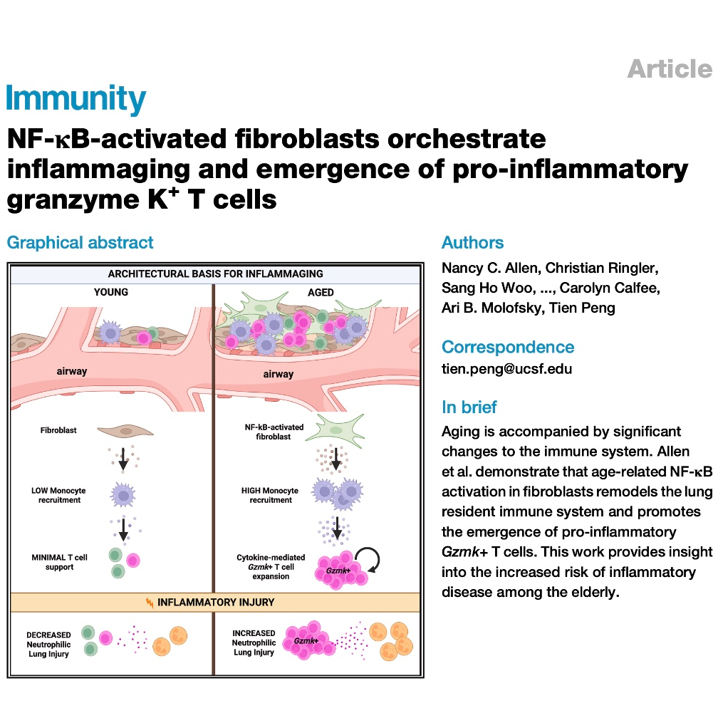 826-Fibroblast NF-κB Activation Drives Lung Inflammaging episode artwork