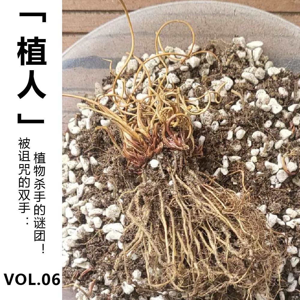 cover of episode Vol.06 【植人】被诅咒的双手：植物杀手的谜团！