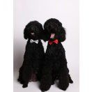 克里斯坨坨坨坨轩