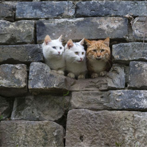 聊聊南京的古城墙和古城门