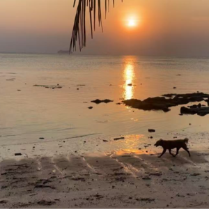 蜜月旅行大揭秘：Chloe的苏梅岛奇遇记