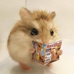 爱吃意大利面的鼠宝宝