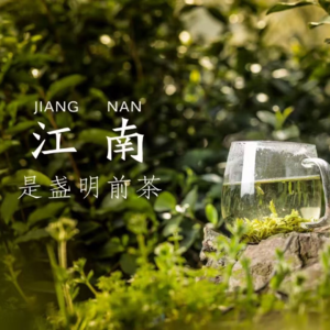 名茶的无奈|洞庭(山)碧螺春,爱你在心口难开