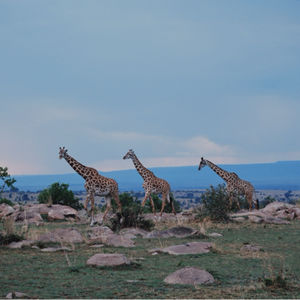 地溜子🌍之去坦桑