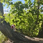 胡萝卜的飞行器