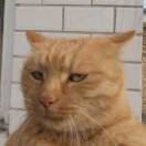 奔跑的昙花蛋汤