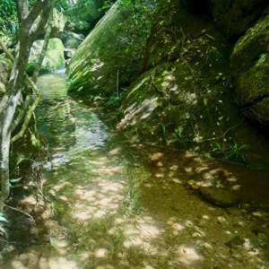 57. 蝉鸣声声夏已深，流水潺潺入青溪——不完全武夷山游记（上）