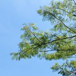 绿意与晴空