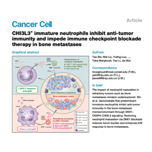 097-Immature Neutrophils in Bone Metastases