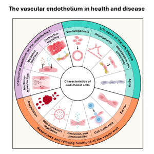 029-Vascular endothelium in health and disease